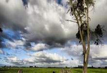 爱德华兹29+6约基奇34分 森林狼胜掘金取6连胜.